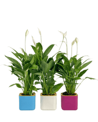 Peace Lily in Self Watering Planter - Potted plant - Tumbleweed Plants - Online Plant Delivery Singapore