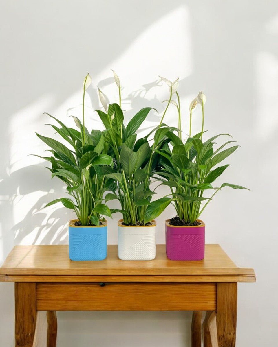 Peace Lily in Self Watering Planter - Potted plant - Tumbleweed Plants - Online Plant Delivery Singapore