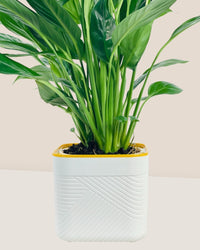 Peace Lily in Self Watering Planter - white - Potted plant - Tumbleweed Plants - Online Plant Delivery Singapore