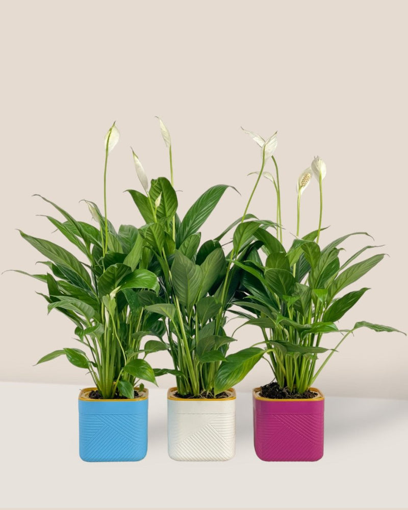 Peace Lily in Self Watering Planter - white - Potted plant - Tumbleweed Plants - Online Plant Delivery Singapore