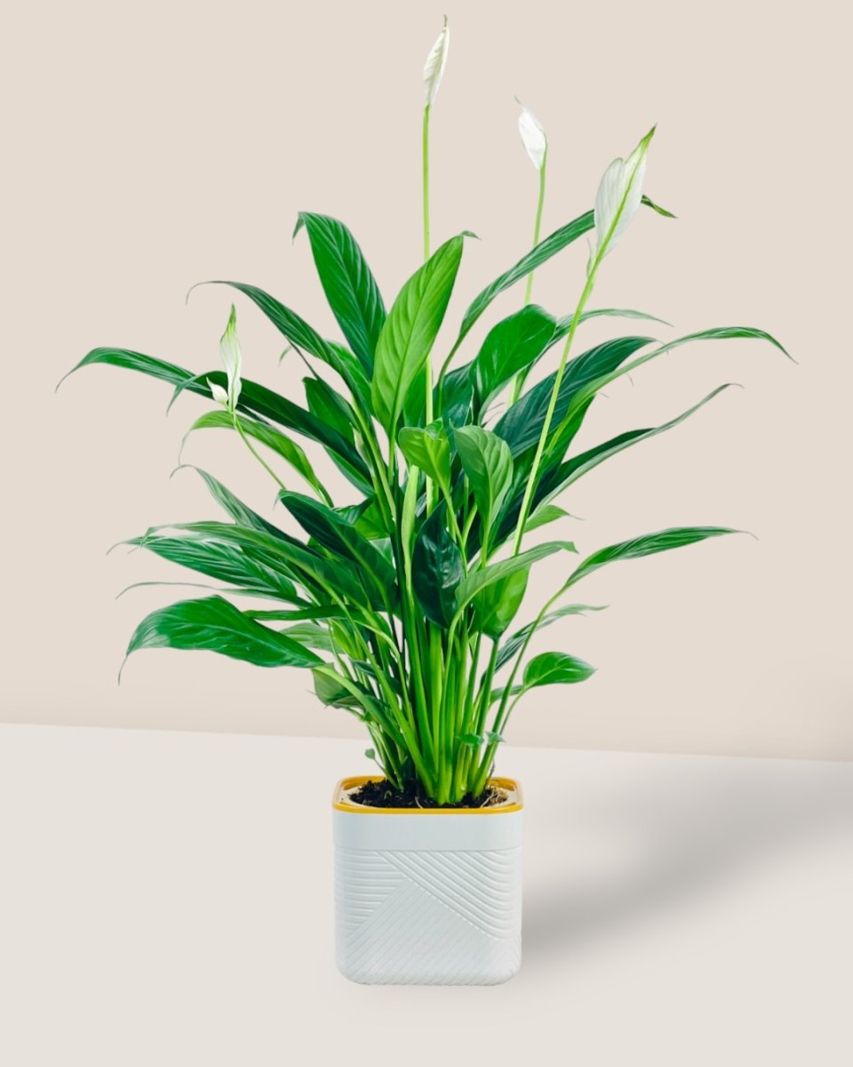 Peace Lily in Self Watering Planter - white - Potted plant - Tumbleweed Plants - Online Plant Delivery Singapore