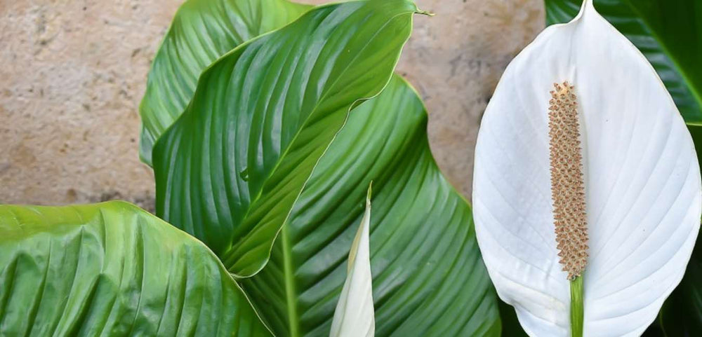 Peace Lily Plant care Singapore