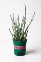 Blue Chalksticks - Pencil Plant Succulent
