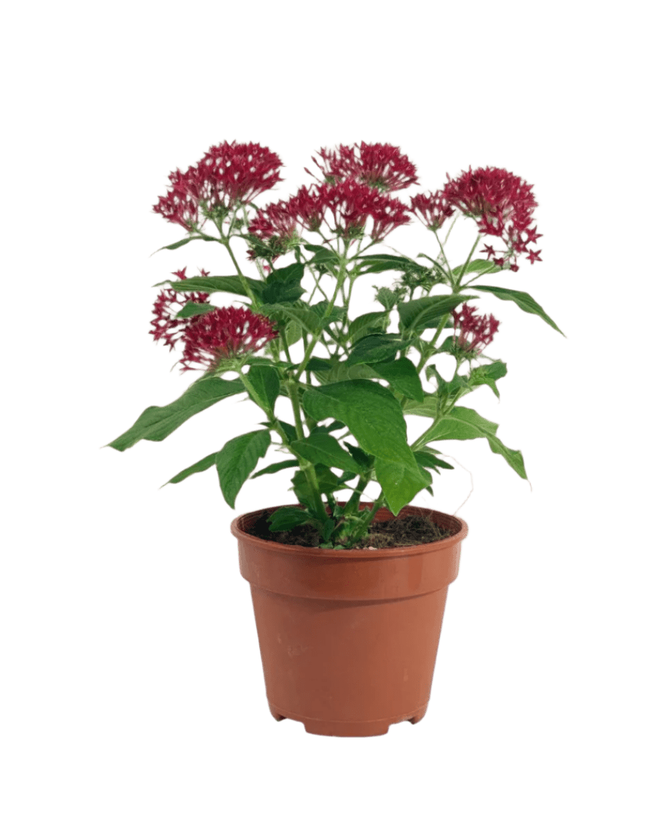 Pentas Flower - grow pot - Potted plant - Tumbleweed Plants - Online Plant Delivery Singapore