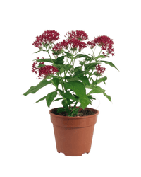 Pentas Flower - grow pot - Potted plant - Tumbleweed Plants - Online Plant Delivery Singapore