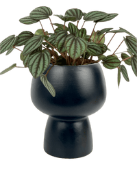 Peperomia Albovitata - black ceramic sand pot - Potted plant - Tumbleweed Plants - Online Plant Delivery Singapore