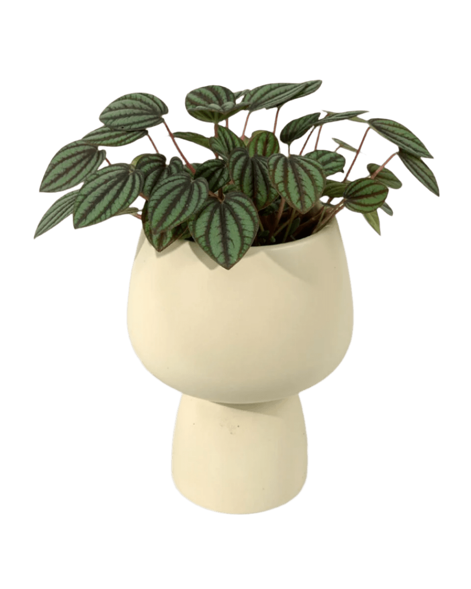 Peperomia Albovitata - ceramic sand pot - Potted plant - Tumbleweed Plants - Online Plant Delivery Singapore