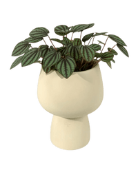 Peperomia Albovitata - ceramic sand pot - Potted plant - Tumbleweed Plants - Online Plant Delivery Singapore