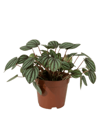 Peperomia Albovitata - grow pot - Potted plant - Tumbleweed Plants - Online Plant Delivery Singapore