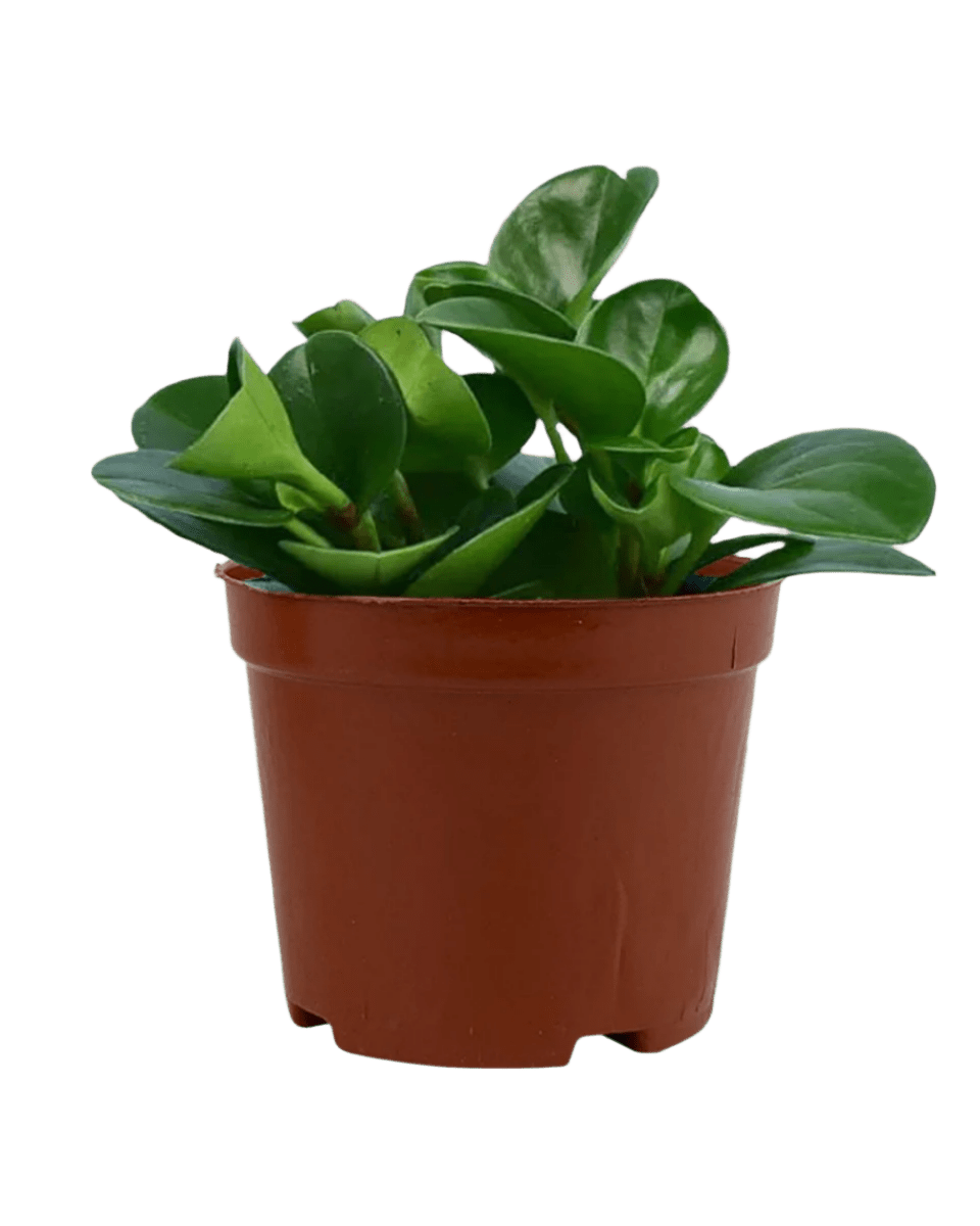 Baby Rubber Plant in a grow pot