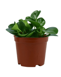 Baby Rubber Plant in a grow pot