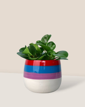 Baby Rubber Plant paired with poppy color planters - rapunzel