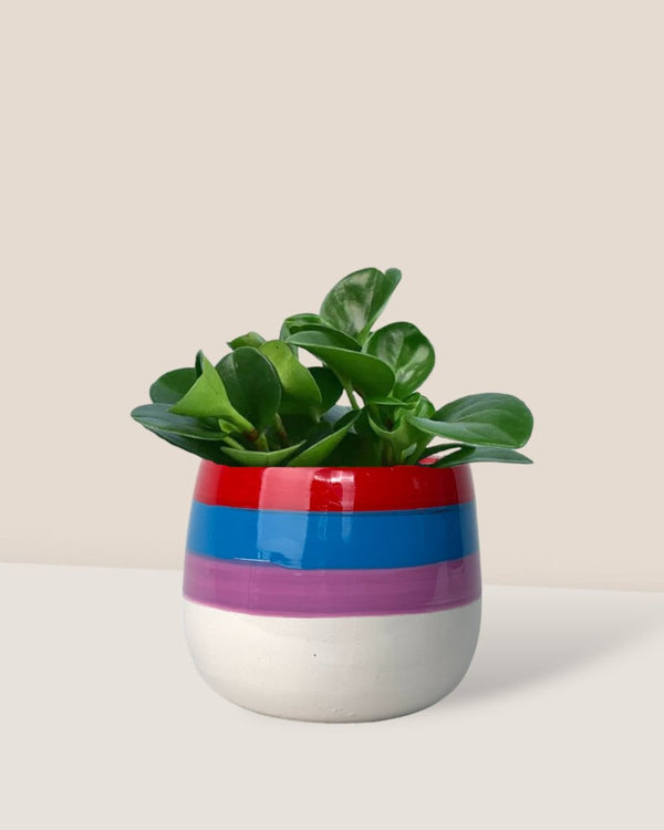 Baby Rubber Plant paired with poppy color planters - rapunzel