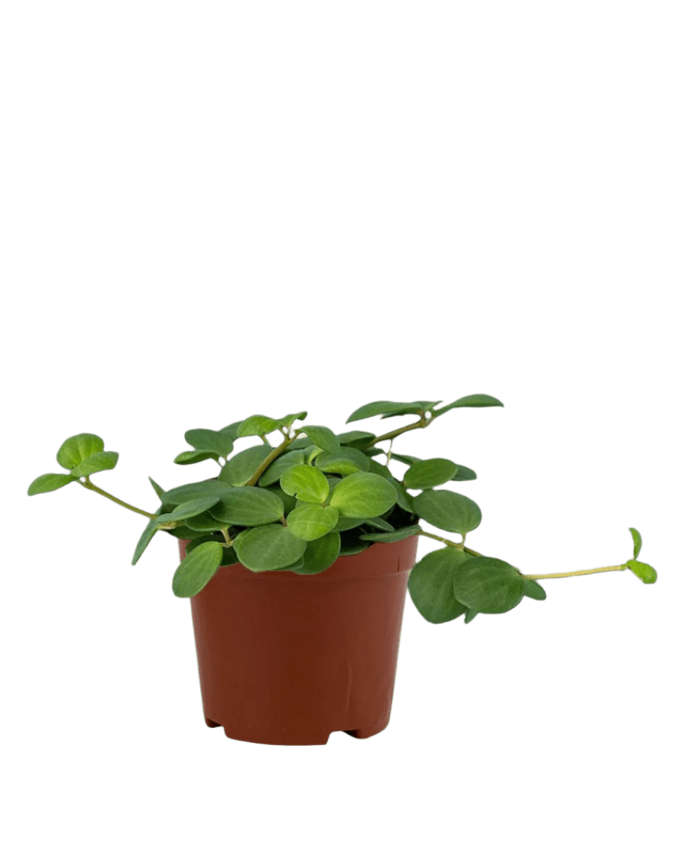 Peperomia Hope - grow pot - Potted plant - Tumbleweed Plants - Online Plant Delivery Singapore