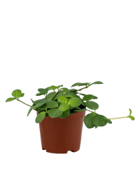 Peperomia Hope in a grow pot