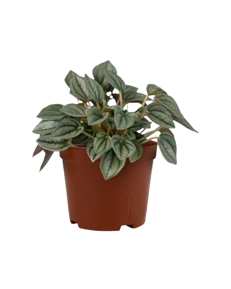 Peperomia Napoli Nights - grow pot - Potted plant - Tumbleweed Plants - Online Plant Delivery Singapore