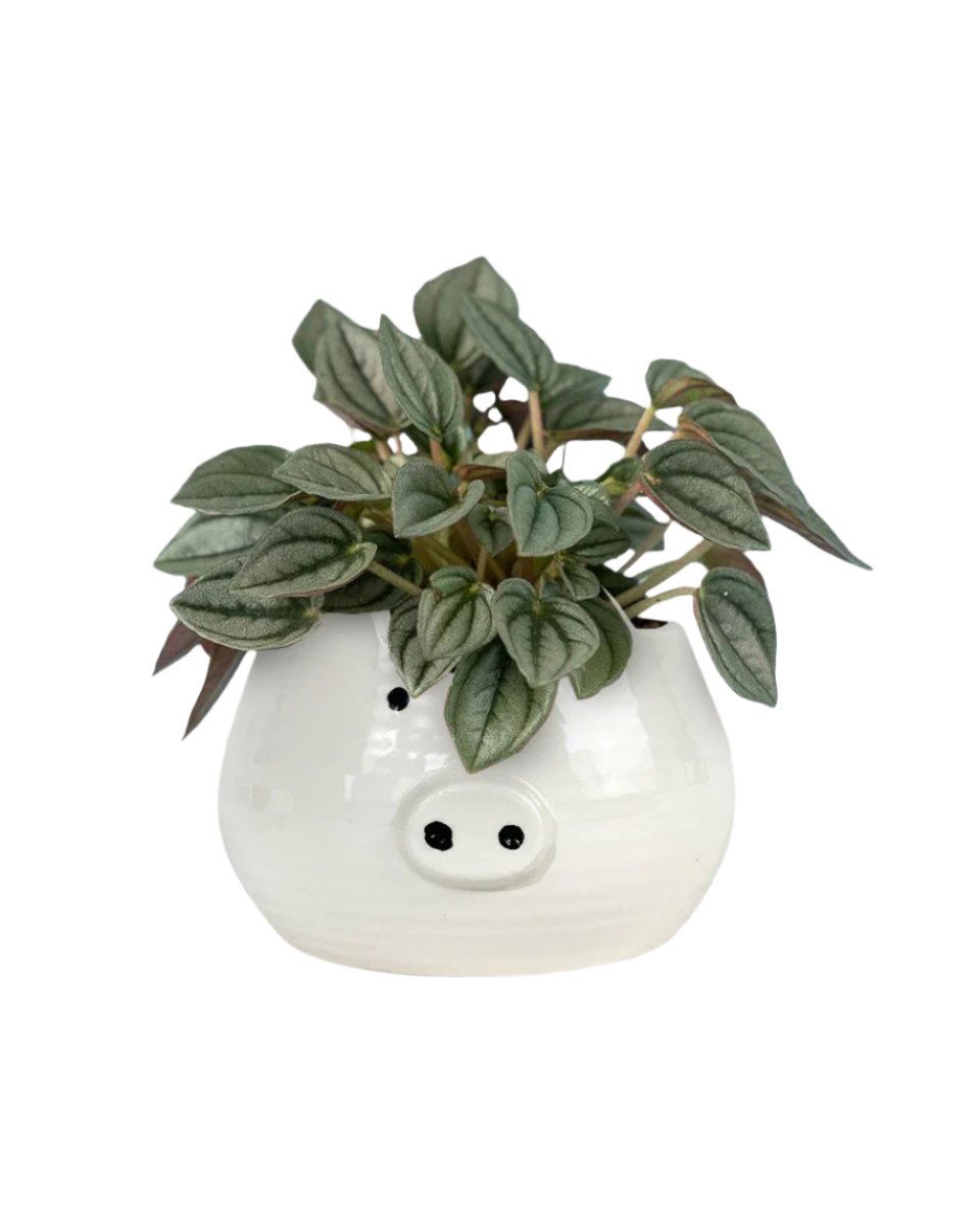 piggy planter