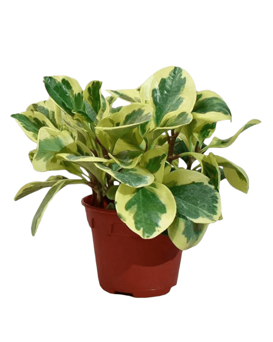 Peperomia Obtusifolia Variegated in a grow pot