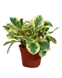 Peperomia Obtusifolia Variegated in a grow pot