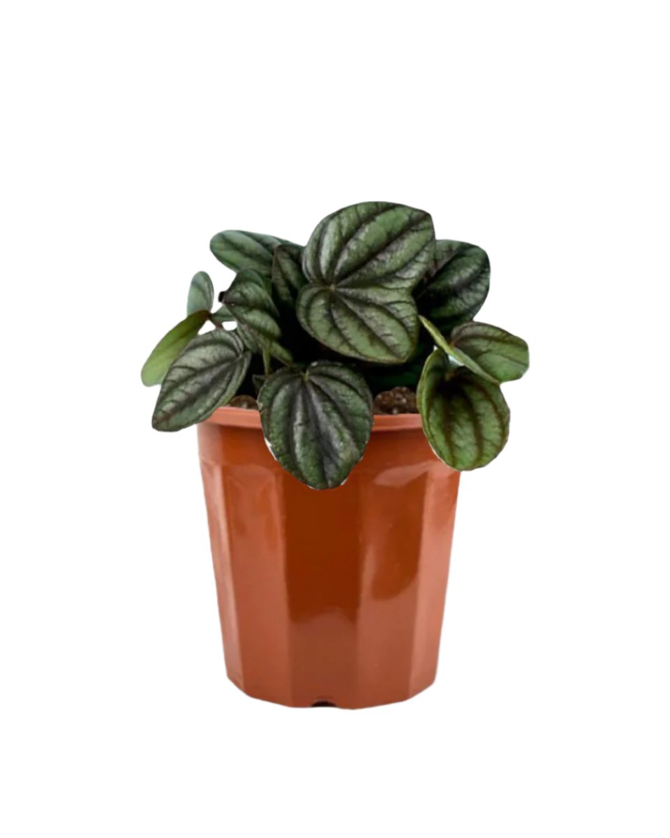 Peperomia Piccolo Banda in a grow pot