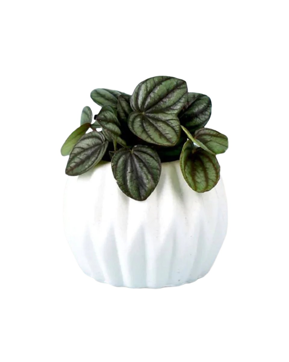 mini geometric pot white - E