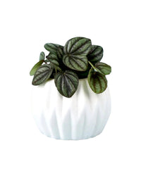 Peperomia Piccolo Banda paired with mini geometric pot white - E