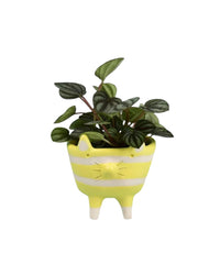 Peperomia Piccolo Banda paired with mini misfit pet - yellow cat