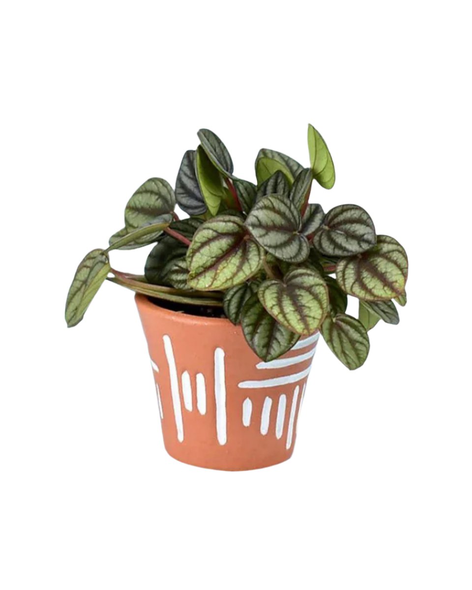 Peperomia Piccolo Banda paired with uluru pot - stripes