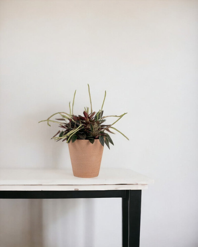 Peperomia Radiator Plant - grow pot - Potted plant - Tumbleweed Plants - Online Plant Delivery Singapore
