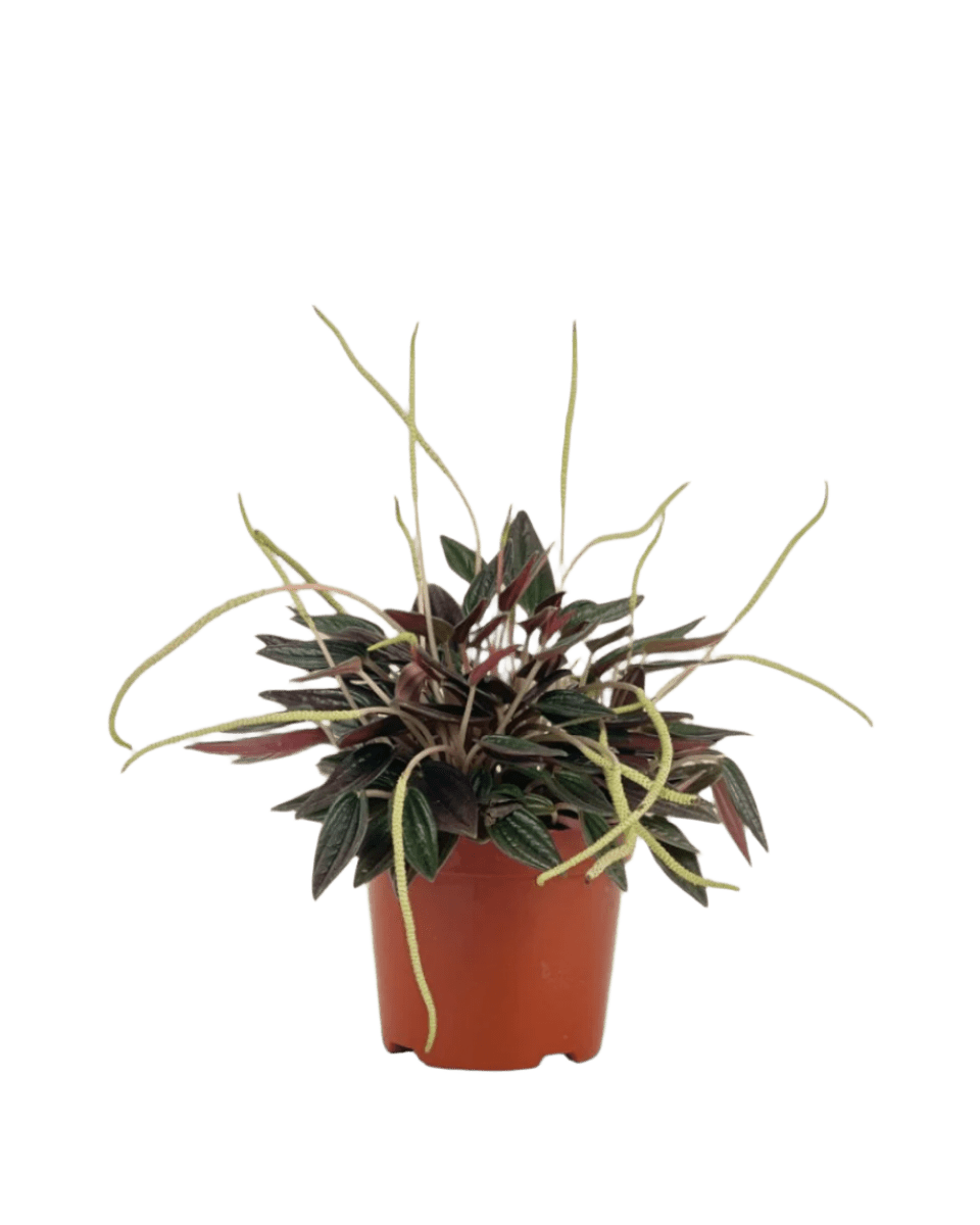 Peperomia Radiator Plant - grow pot - Potted plant - Tumbleweed Plants - Online Plant Delivery Singapore