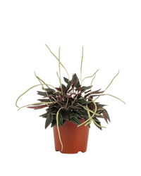 Peperomia Radiator Plant - grow pot - Potted plant - Tumbleweed Plants - Online Plant Delivery Singapore