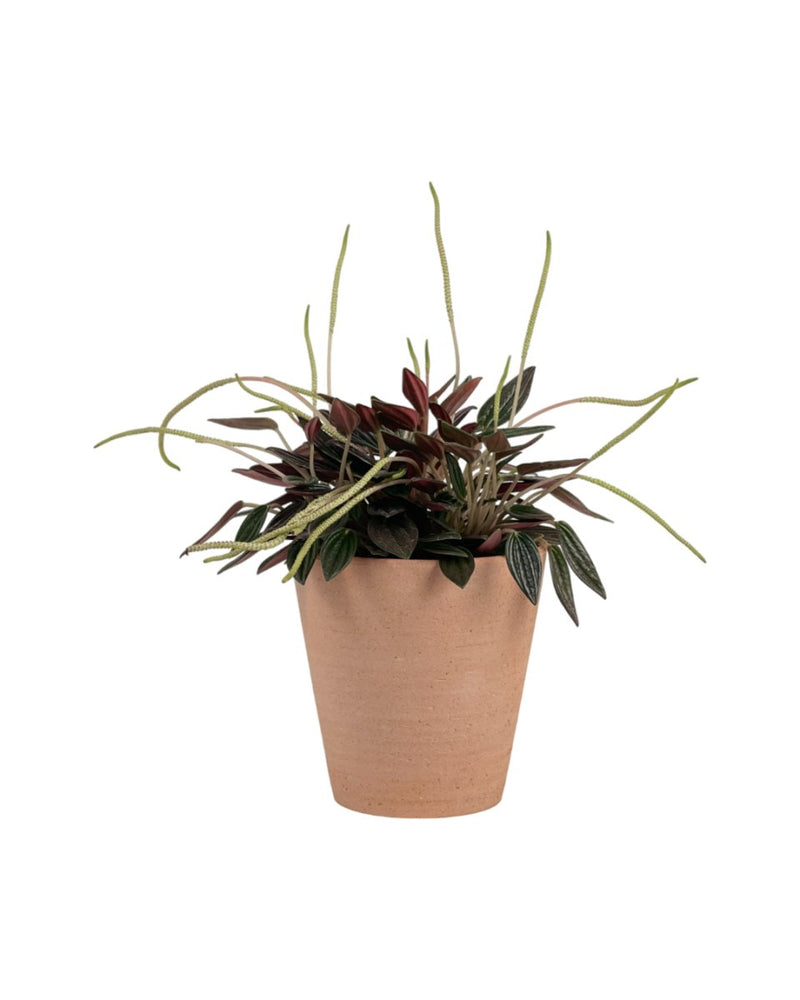Peperomia Radiator Plant - grow pot - Potted plant - Tumbleweed Plants - Online Plant Delivery Singapore