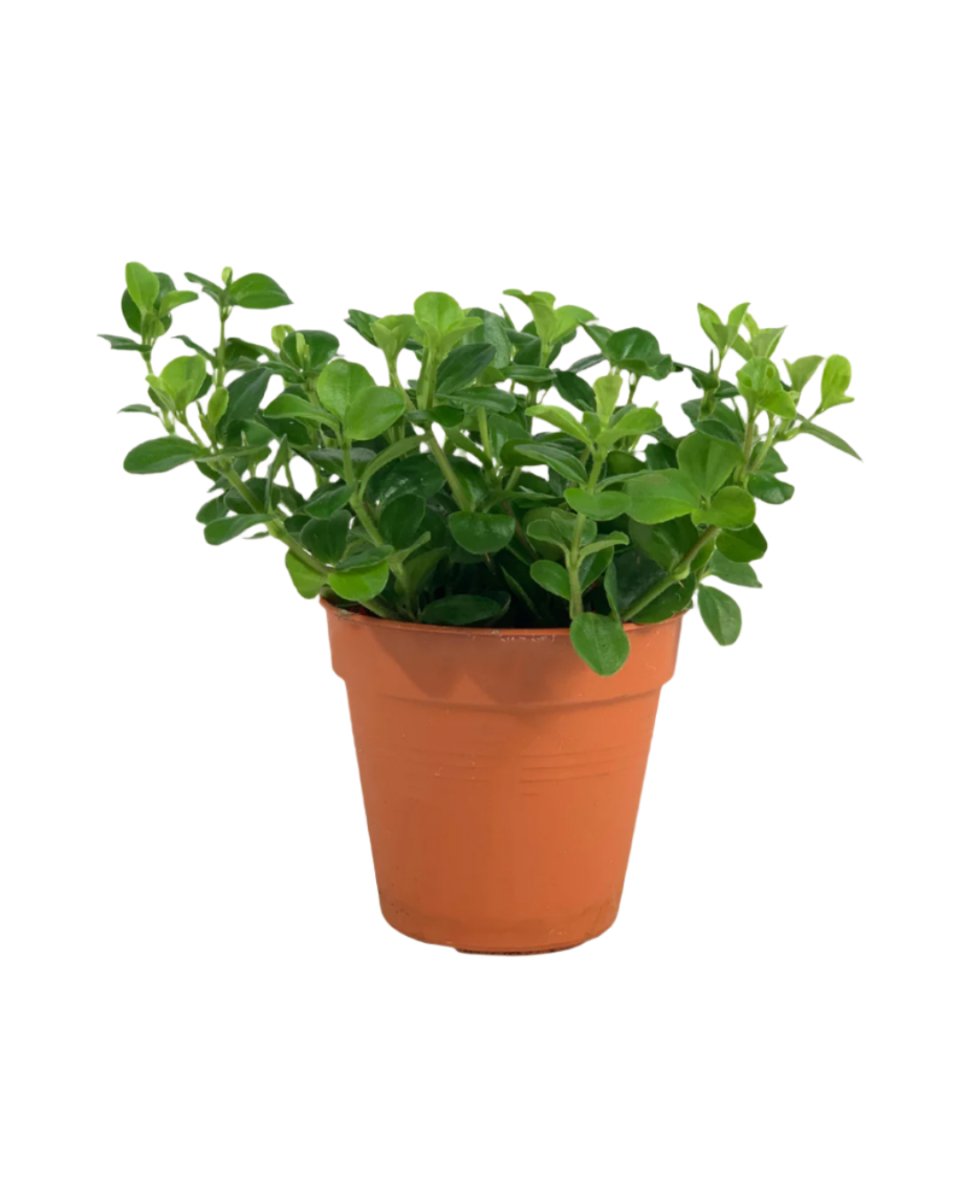 Peperomia Rotundifolia - grow pot - Potted plant - Tumbleweed Plants - Online Plant Delivery Singapore