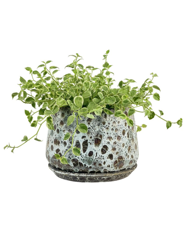 Peperomia Scandens Variegated - grow pot - Potted plant - Tumbleweed Plants - Online Plant Delivery Singapore