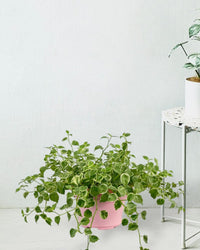 Peperomia Scandens Variegated - grow pot - Potted plant - Tumbleweed Plants - Online Plant Delivery Singapore