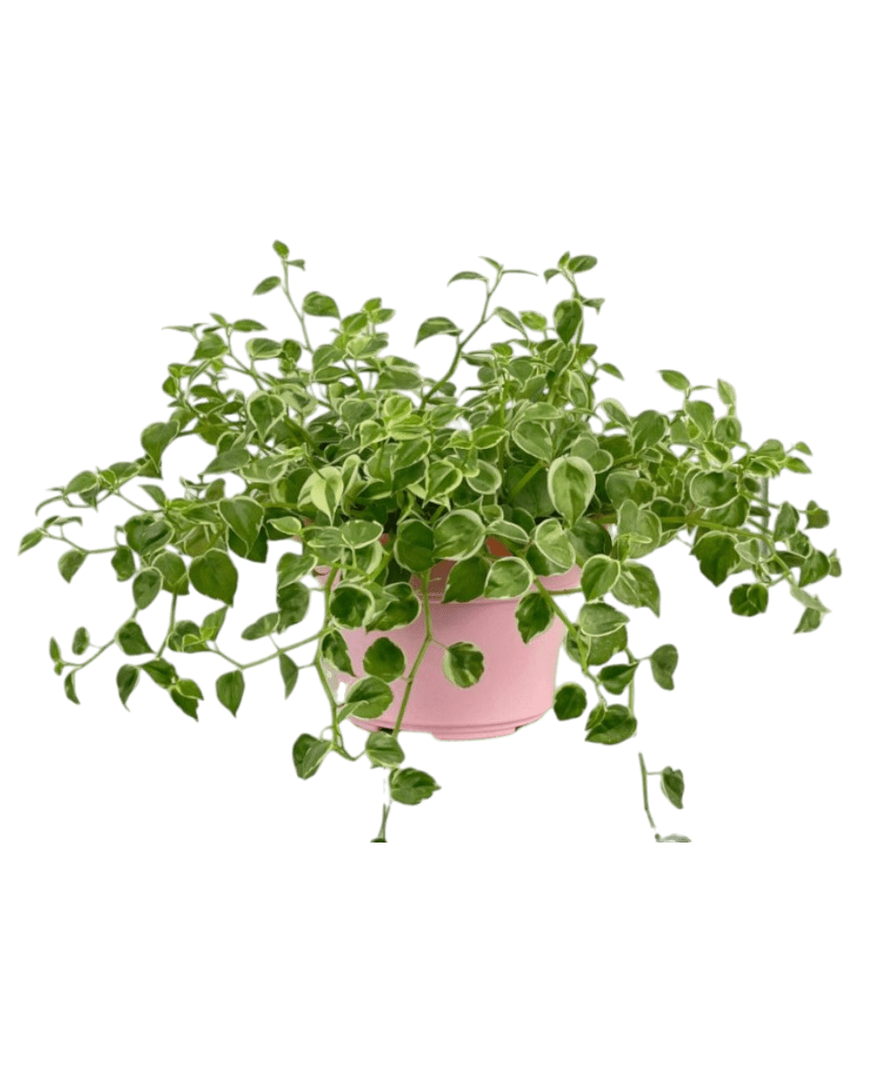 Peperomia Scandens Variegated - Potted plant - POTT - PEPE - GRW - 6244 - Tumbleweed Plants - Online Plant Delivery Singapore