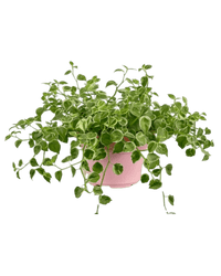 Peperomia Scandens Variegated - Potted plant - POTT - PEPE - GRW - 6244 - Tumbleweed Plants - Online Plant Delivery Singapore