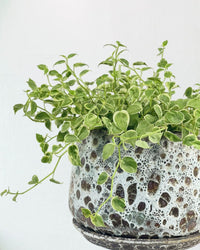 Peperomia Scandens Variegated - grow pot - Potted plant - Tumbleweed Plants - Online Plant Delivery Singapore