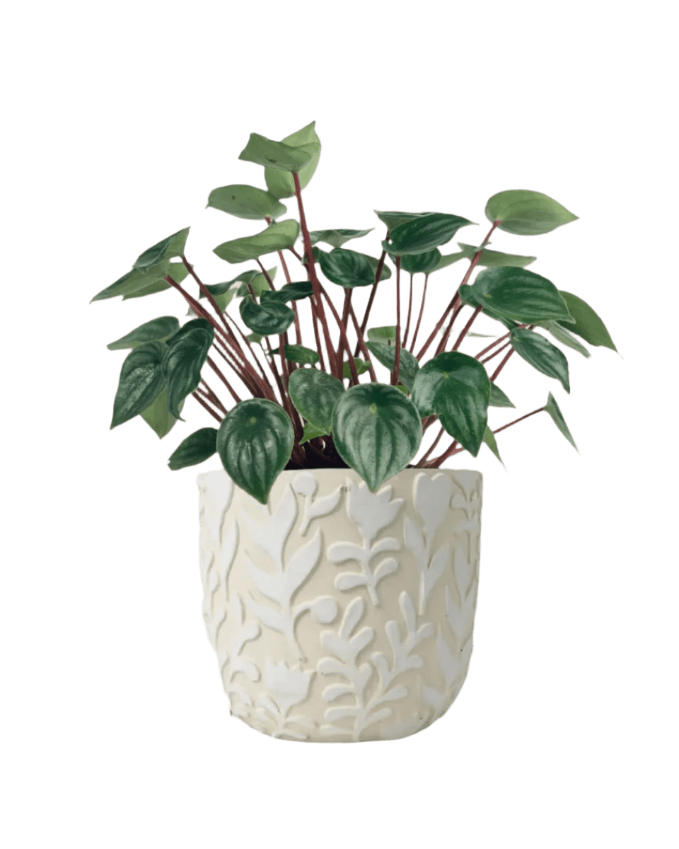 Peperomia Watermelon 'Peperomia Argyreia' - annabelle planter - Potted plant - Tumbleweed Plants - Online Plant Delivery Singapore