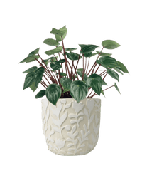 Peperomia Watermelon 'Peperomia Argyreia' - annabelle planter - Potted plant - Tumbleweed Plants - Online Plant Delivery Singapore