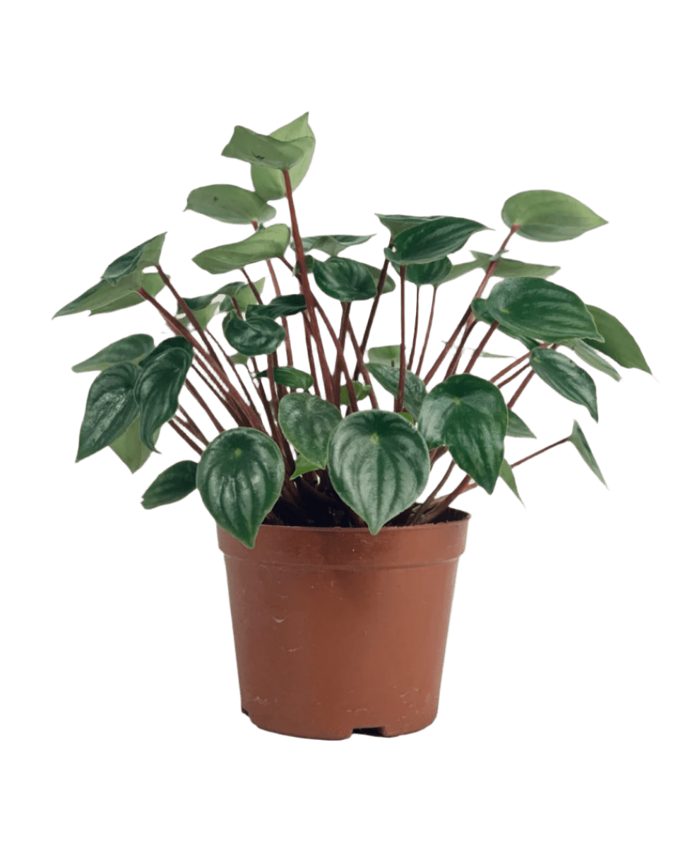 Peperomia Watermelon 'Peperomia Argyreia' - grow pot - Potted plant - Tumbleweed Plants - Online Plant Delivery Singapore