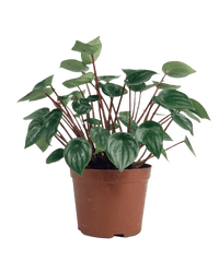 Peperomia Watermelon 'Peperomia Argyreia' - grow pot - Potted plant - Tumbleweed Plants - Online Plant Delivery Singapore