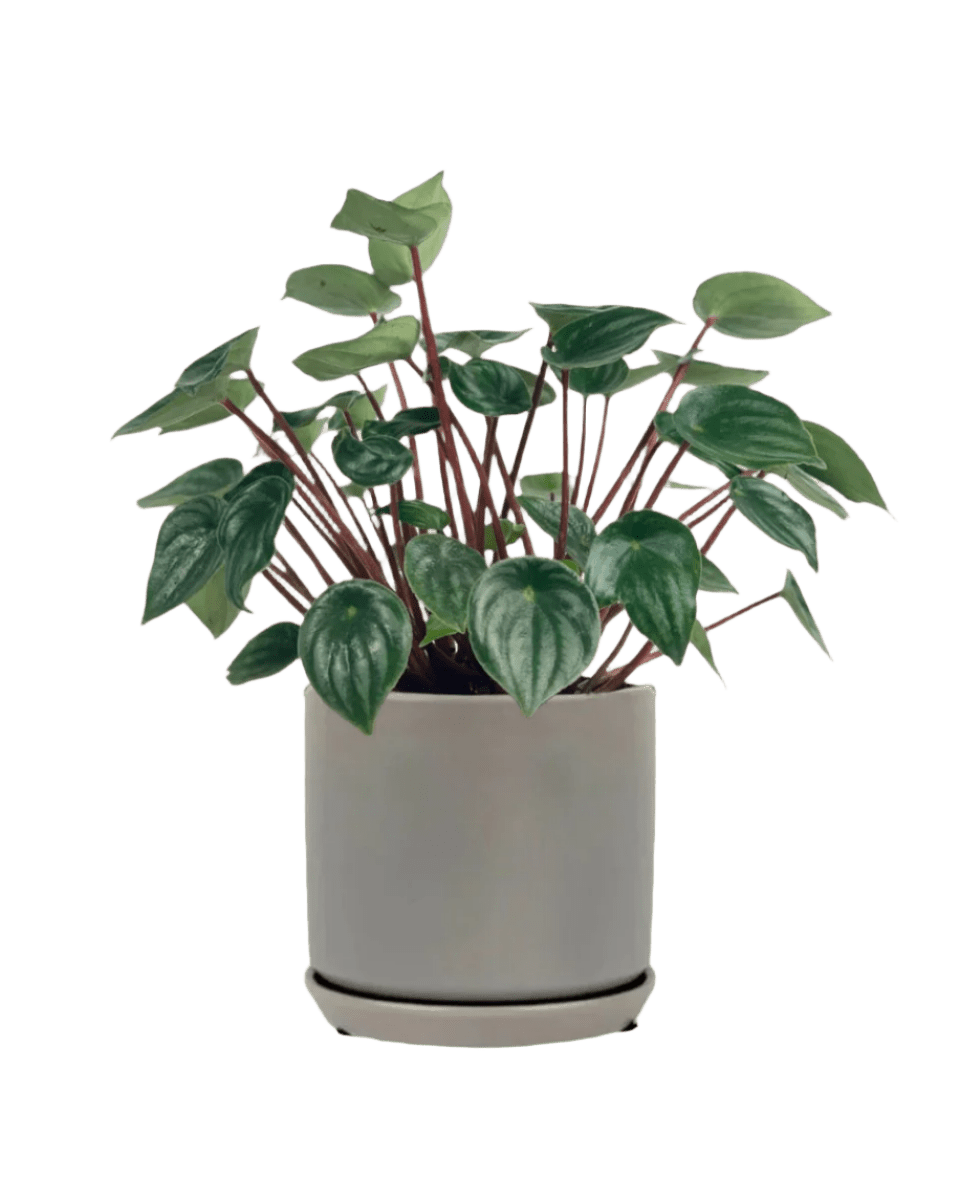 Peperomia Watermelon 'Peperomia Argyreia' - little cylinder grey with tray planter - Potted plant - Tumbleweed Plants - Online Plant Delivery Singapore