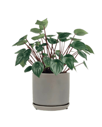 Peperomia Watermelon 'Peperomia Argyreia' - little cylinder grey with tray planter - Potted plant - Tumbleweed Plants - Online Plant Delivery Singapore