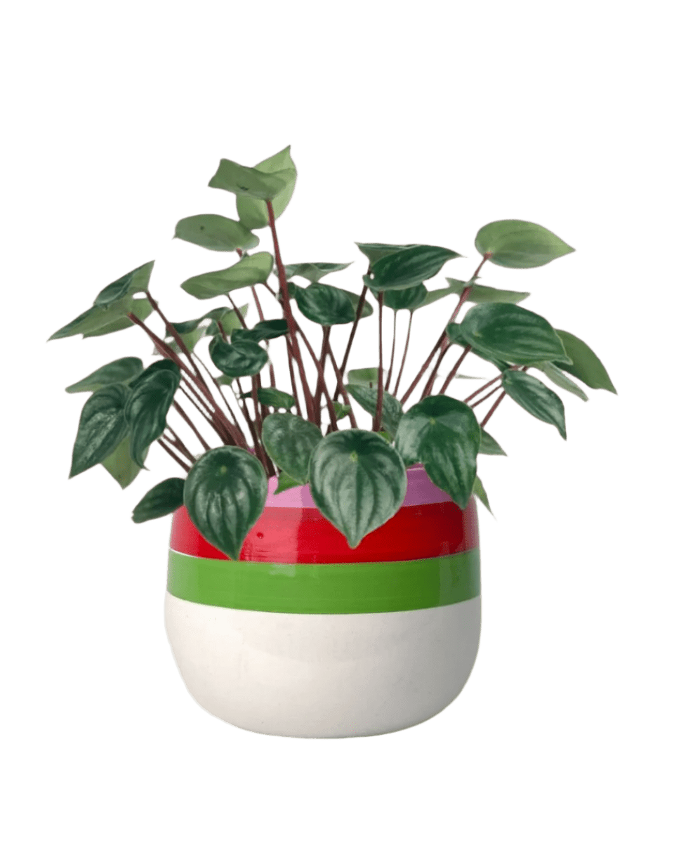 poppy color planter - buzz lightyear