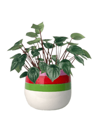 Peperomia Watermelon 'Peperomia Argyreia' - poppy color planter - buzz lightyear - Potted plant - Tumbleweed Plants - Online Plant Delivery Singapore