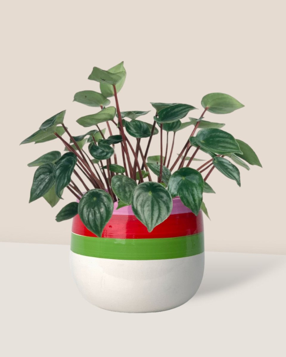 poppy color planter - buzz lightyear
