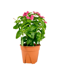 Periwinkle - Potted plant - POTT - PERI - GRW - 5412 - Tumbleweed Plants - Online Plant Delivery Singapore