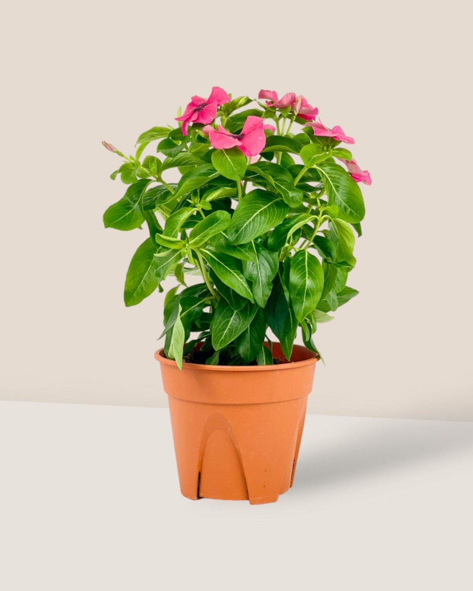 Periwinkle - grow pot - Potted plant - Tumbleweed Plants - Online Plant Delivery Singapore