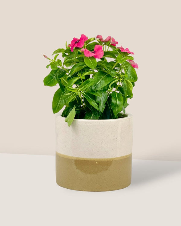 Periwinkle - grow pot - Potted plant - Tumbleweed Plants - Online Plant Delivery Singapore